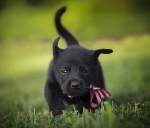 Black Lab Pup 11 | Obraz na stenu