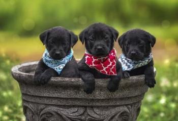 Black Lab Pups 8 | Obraz na stenu