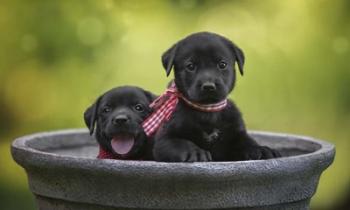 Black Lab Pups 9 | Obraz na stenu