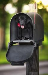 Black Lab Special Delivery | Obraz na stenu