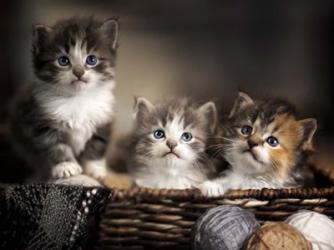 Three Kittens | Obraz na stenu