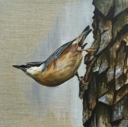 Nuthatch | Obraz na stenu