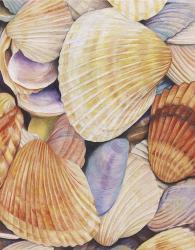 Sea Shells | Obraz na stenu