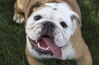 Happy Bulldog | Obraz na stenu