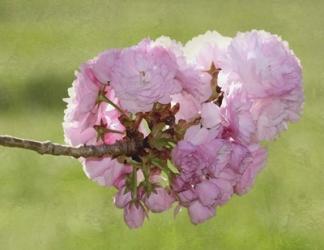 Pink Blooms on Branch | Obraz na stenu