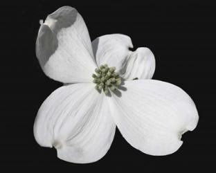 White Dogwood Bloom | Obraz na stenu