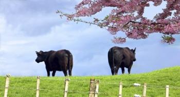 Cows | Obraz na stenu