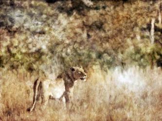 Golden Savanna Lioness | Obraz na stenu