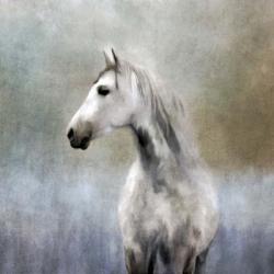 Misty Grey Dappled Horse | Obraz na stenu