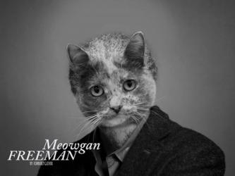 Meowgan Freeman | Obraz na stenu