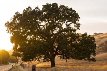 Roadside Oak | Obraz na stenu