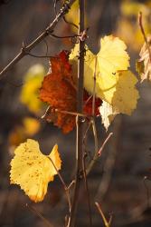 Autumn Leaves | Obraz na stenu