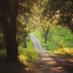 Springtime Afternoon | Obraz na stenu