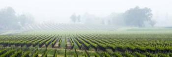 Fog Shrouded Valley | Obraz na stenu