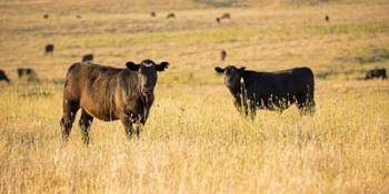 Out Standing in their Field | Obraz na stenu