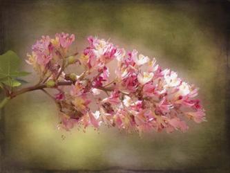 Horse Chestnut Branch | Obraz na stenu