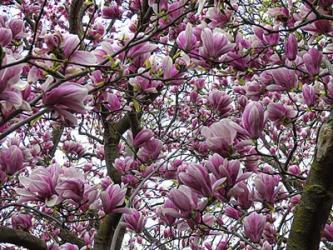 Under The Tulip Tree | Obraz na stenu