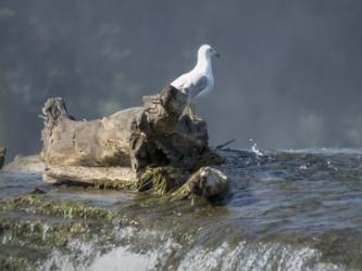 Watching The Water Fall | Obraz na stenu