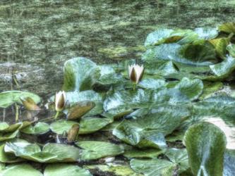 Waterlilies | Obraz na stenu