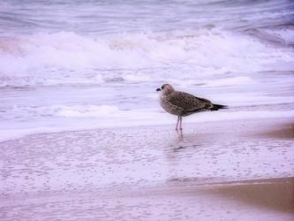 Wave Watching | Obraz na stenu