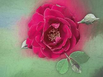 Luscious Red Rose | Obraz na stenu