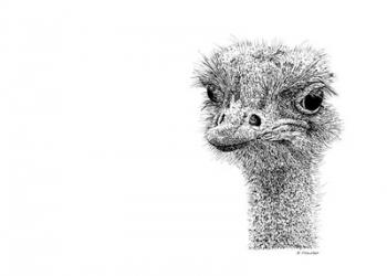 Ostrich | Obraz na stenu