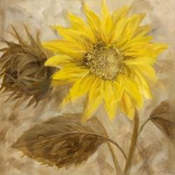 Sunflower III | Obraz na stenu