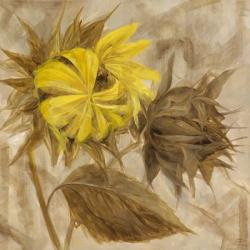 Sunflower IV | Obraz na stenu