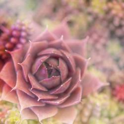 Succulents 02 | Obraz na stenu