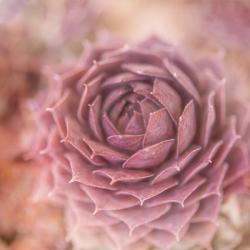 Succulents 03 | Obraz na stenu