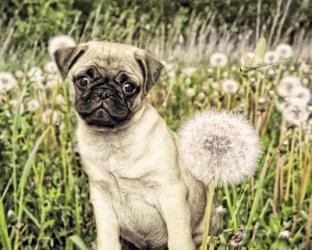 Pug with Dandelion | Obraz na stenu