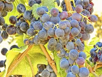 Trip Grapes | Obraz na stenu