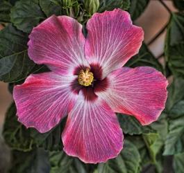 Pink Hibiscus | Obraz na stenu