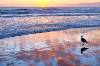 Venice Beach Sunset | Obraz na stenu