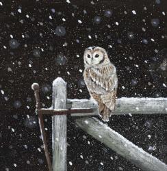 Tawny Owl on Gate | Obraz na stenu