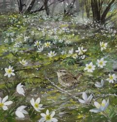 Wood Anemones and Wren | Obraz na stenu