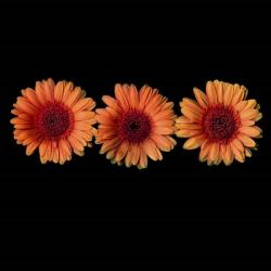 Gerbera | Obraz na stenu