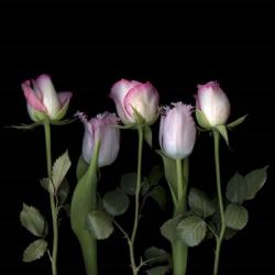 Pink Edged Tulips | Obraz na stenu