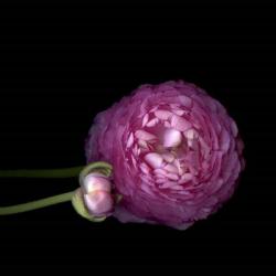 Pink Ranunculus 2 | Obraz na stenu