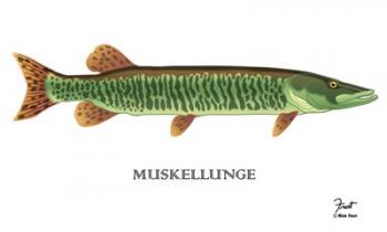 Muskellunge | Obraz na stenu