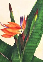 Bird Of Paradise | Obraz na stenu