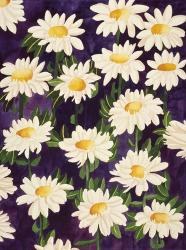 Shasta Daisies | Obraz na stenu