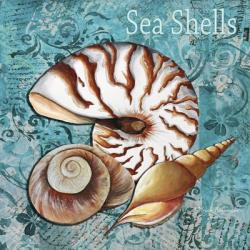 Sea Shells | Obraz na stenu