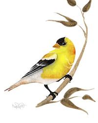 Songbirds- Goldfinch | Obraz na stenu