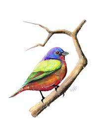 Songbirds- Painted Bunting | Obraz na stenu