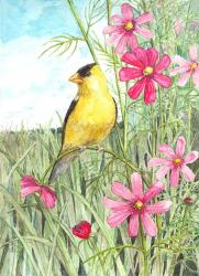 Yellow Finch Cosmos | Obraz na stenu