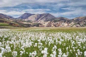 Cotton Grass | Obraz na stenu