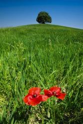 Red Poppies and Oak | Obraz na stenu