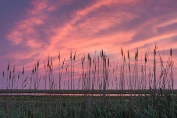 Marsh Reeds | Obraz na stenu