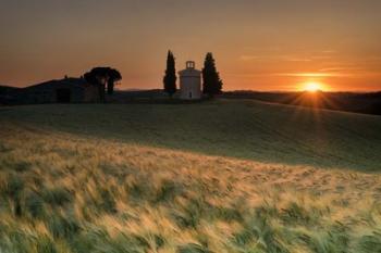 Wheat Glow | Obraz na stenu